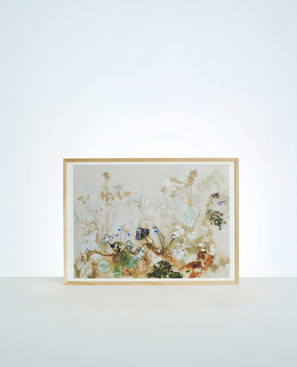 Plakat med Blue Windflower Light ( 70 x 50 cm)