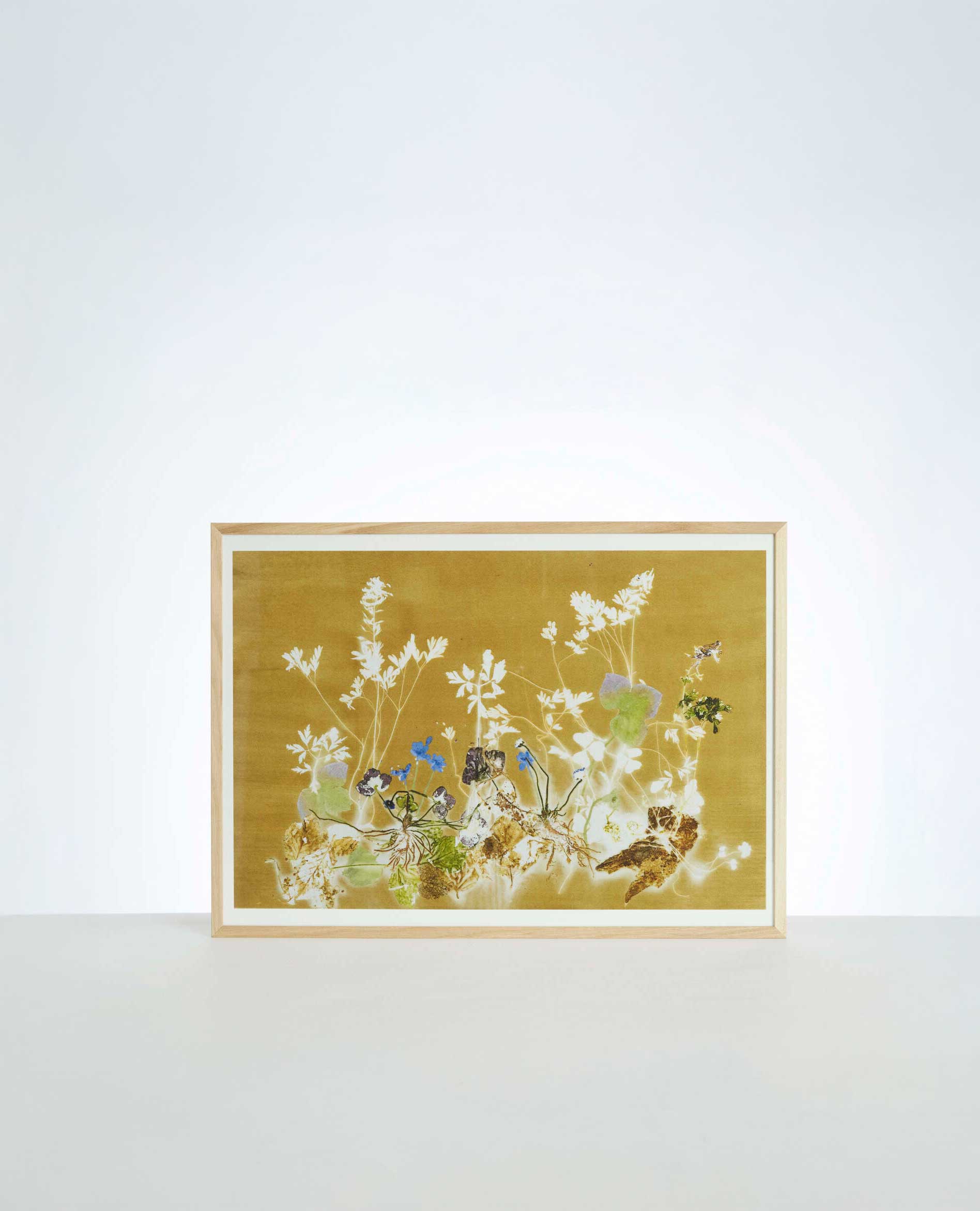 Plakat med Blue Windflower (70 x 50 cm)