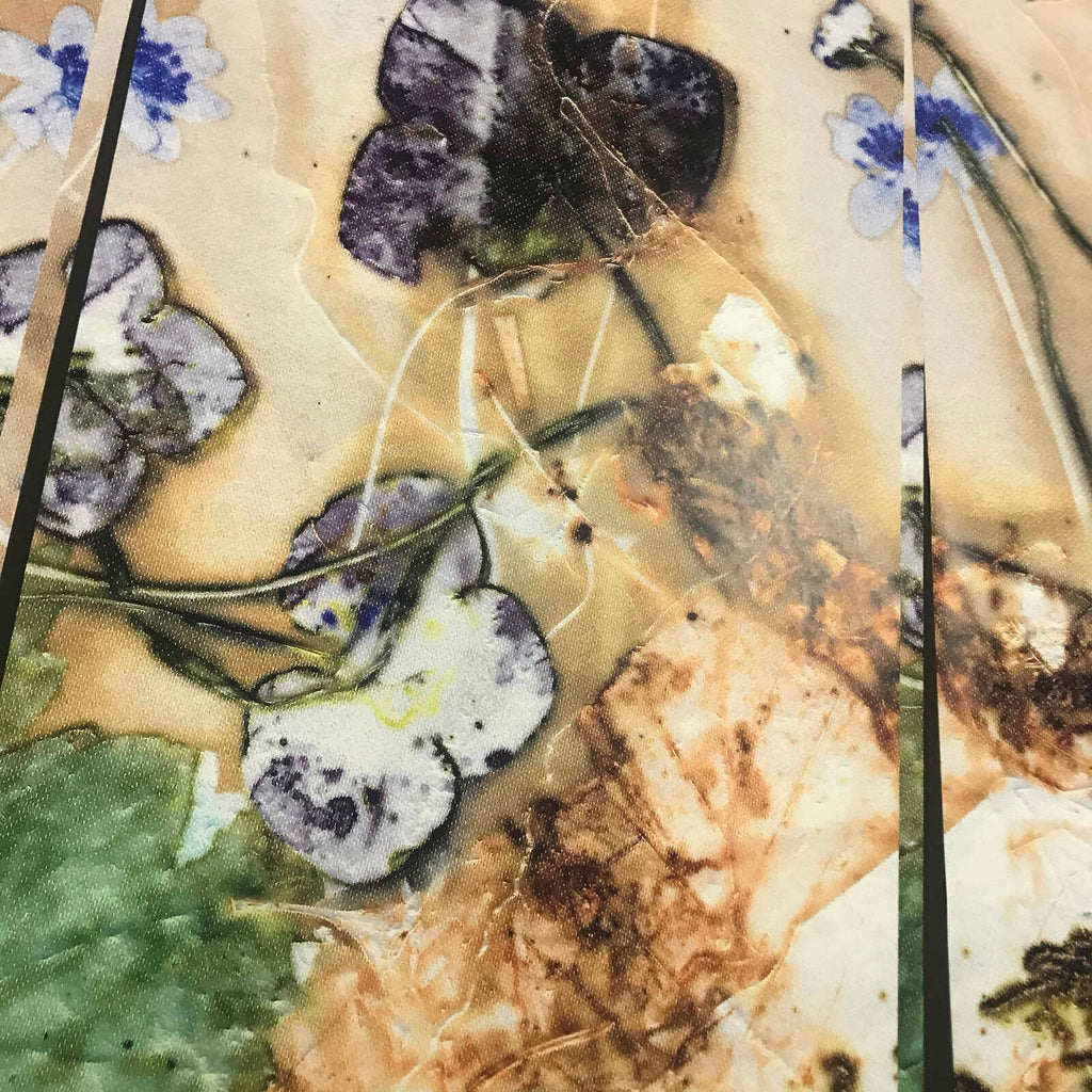 Tapet med Blue Windflower