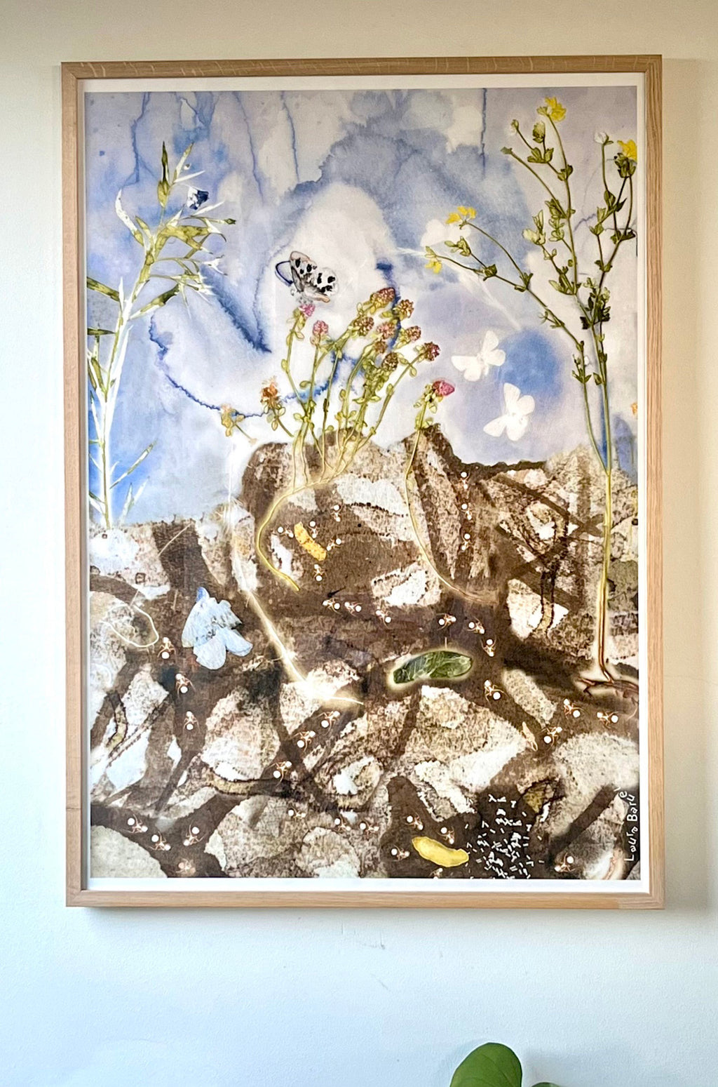 Plakat med Sortplettet Blåfugl (70 x 100 cm)