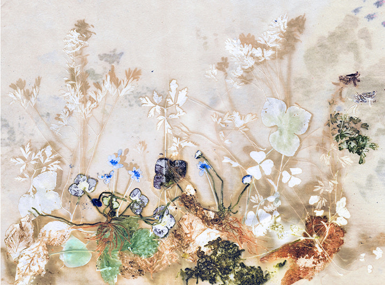 Tapet med Blue Windflower