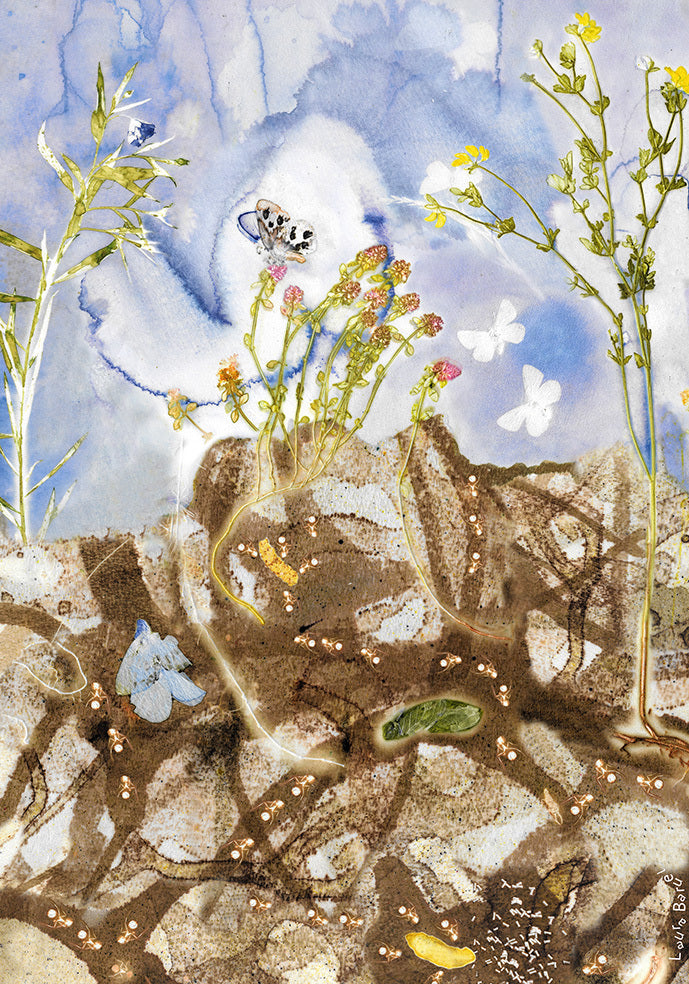 Plakat med Sortplettet Blåfugl (70 x 100 cm)