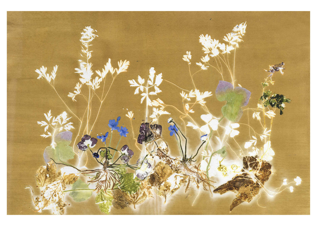 Plakat med Blue Windflower (70 x 50 cm)