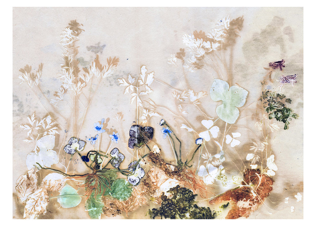 Plakat med Blue Windflower Light ( 70 x 50 cm)